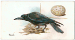 Rook, frugilegus.