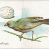 Greenfinch, Fringilla chloris.