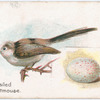 Long-tailed titmouse.