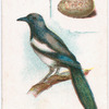 Magpie.