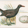 Moor-hen [moorhen].