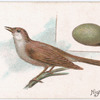Nightingale.