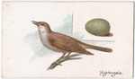 Nightingale.