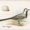 Pied wagtail.
