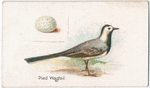 Pied wagtail.