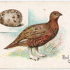 Red grouse.
