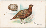 Red grouse.