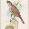 Reed warbler.