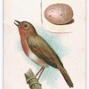 Robin redbreast.