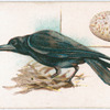 Rook.