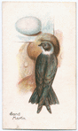 Sand martin.