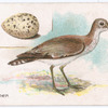 Sandpiper.