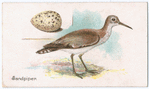Sandpiper.