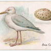 Sea-gull [sea gull].