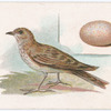 Skylark.