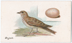 Skylark.