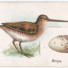Snipe.