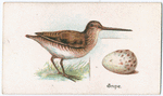Snipe.