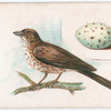 Song thrush.