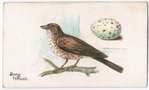 Song thrush.