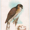 Sparrow hawk.