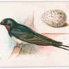 Swallow.