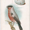 Bullfinch.