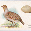 The common partridge.