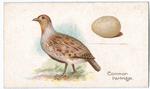 The common partridge.