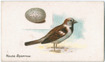Mouse sparrow.