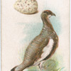 The ptarmign.