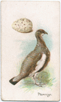 The ptarmign.