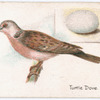Turtle dove.