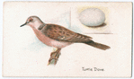 Turtle dove.