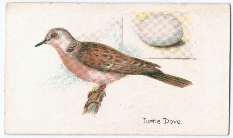 Turtle dove. - NYPL Digital Collections