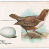Water ouzel or dipper.