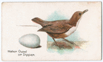 Water ouzel or dipper.