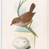 Wren.