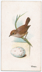 Wren.