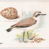 Kentish plover.