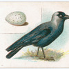 Jackdaw.