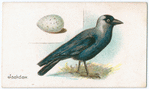 Jackdaw.