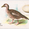 Grey-leg goose.