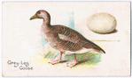 Grey-leg goose.