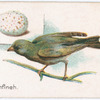 Greenfinch.