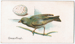 Greenfinch.