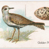 Golden plover.