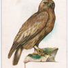 Golden eagle.