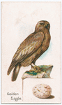 Golden eagle.