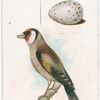 Goldfinch.